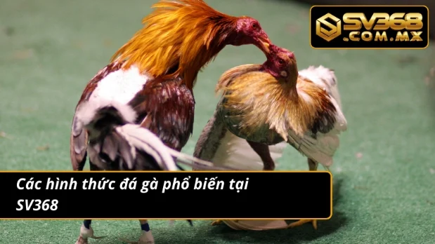 Đá Gà SV368 - Cá Cược Bùng Nổ, Mãn Nhãn Cho Người Chơi 3 Đá gà trực tuyến mãn nhãn ở 4 hình thức thi đấu cơ bản