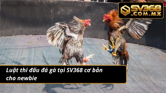 Đá Gà SV368 - Cá Cược Bùng Nổ, Mãn Nhãn Cho Người Chơi 4 Cập nhật thi đấu đá gà cơ bản tại nền tảng giải trí Sv368