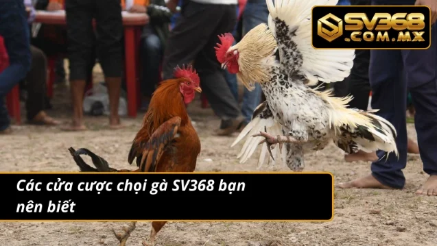 Đá Gà SV368 - Cá Cược Bùng Nổ, Mãn Nhãn Cho Người Chơi 5 3 cửa cược đá gà cho anh em xuống tiền