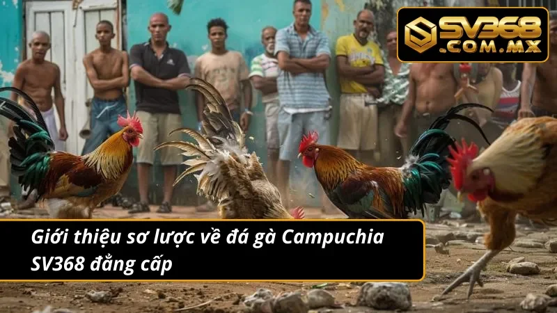 Đá Gà Campuchia SV368 - Trải Nghiệm Kịch Tính Hàng Đầu 2025 2 Giới thiệu sơ lược về đá gà Campuchia