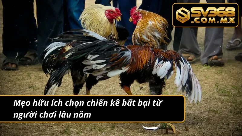Đá Gà Campuchia SV368 - Trải Nghiệm Kịch Tính Hàng Đầu 2025 5 Mẹo hữu ích chọn chiến kê với đá gà Campuchia