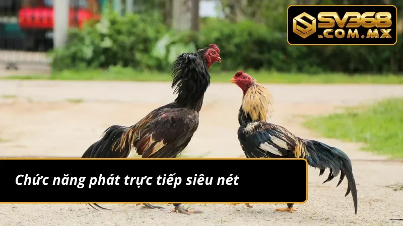Đá Gà Cựa Dao SV368 - Sảnh Đá Gà Uy Tín Nhất Hiện Nay 4 Chức năng phát trực tiếp đá gà cựa dao cực kỳ chất lượng
