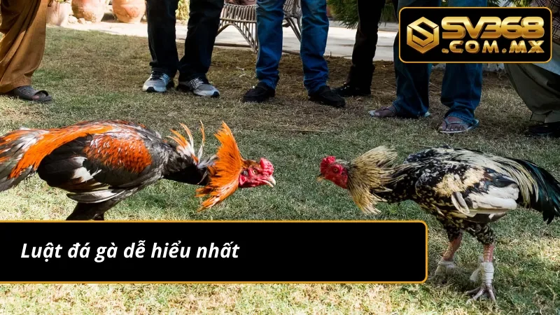 Đá Gà Cựa Dao SV368 - Sảnh Đá Gà Uy Tín Nhất Hiện Nay 5 Tìm hiểu luật đá gà cựa dao siêu dễ hiểu