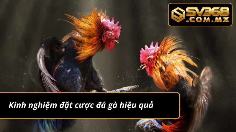 Đá Gà Cựa Dao SV368 - Sảnh Đá Gà Uy Tín Nhất Hiện Nay 6 Kinh nghiệm chơi đá gà cựa dao hiệu quả