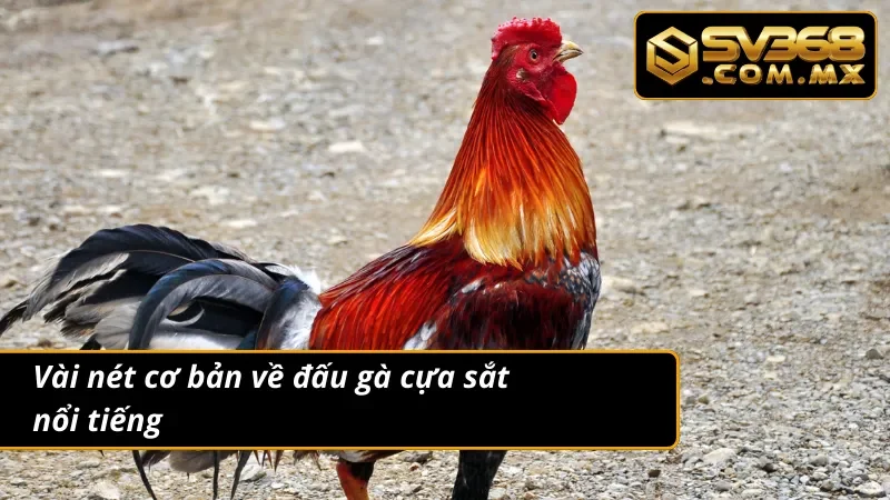 Đấu Trường Đá Gà Cựa Sắt SV368 Gay Cấn Và Kịch Tính Hàng Đầu 2 Tổng quan về đá gà cựa sắt nổi bật