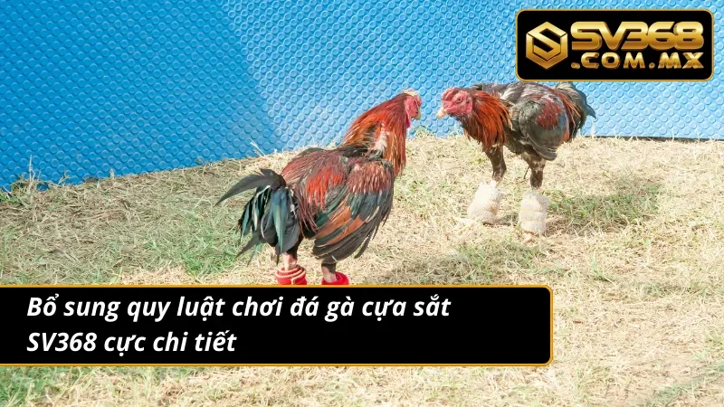 Đấu Trường Đá Gà Cựa Sắt SV368 Gay Cấn Và Kịch Tính Hàng Đầu 3 Một số quy tắc cần nắm trong đá gà cựa sắt