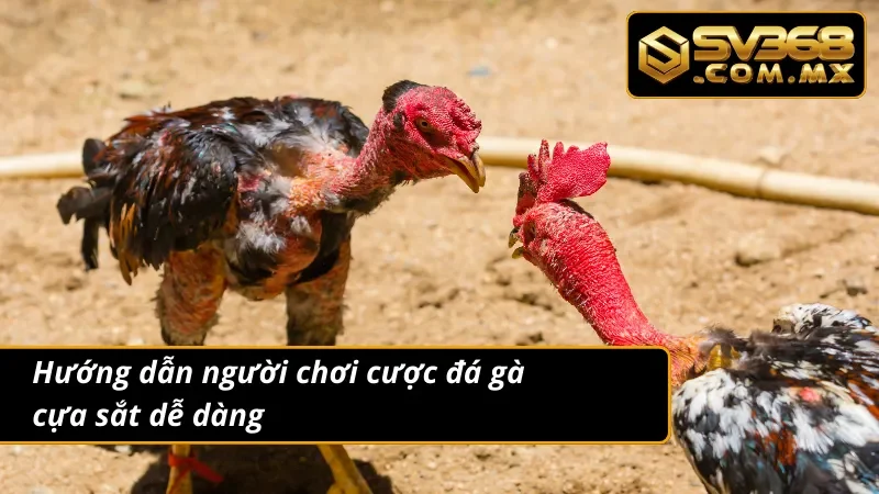 Đấu Trường Đá Gà Cựa Sắt SV368 Gay Cấn Và Kịch Tính Hàng Đầu 4 Các bước cược đá gà cựa sắt vô cùng nhanh gọn