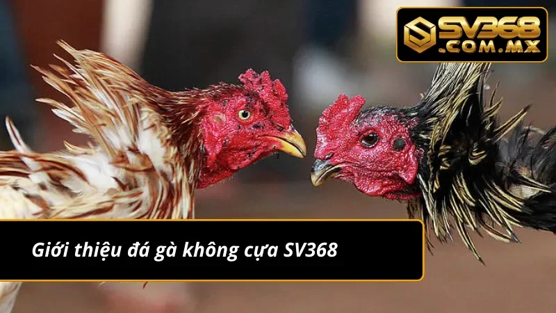 Đá Gà Không Cựa SV368 – Thể Loại Đá Gà Kịch Tính Hấp Dẫn 2 Tổng quan về đá gà không cựa tại SV368