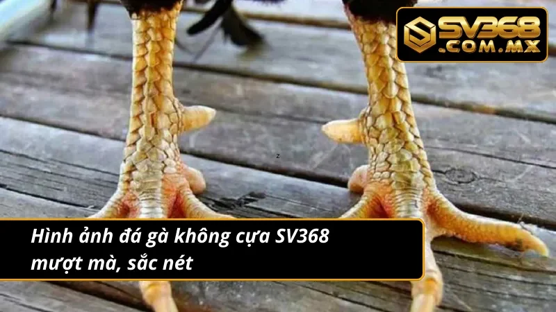 Đá Gà Không Cựa SV368 – Thể Loại Đá Gà Kịch Tính Hấp Dẫn 3 Ưu điểm của đá gà không cựa