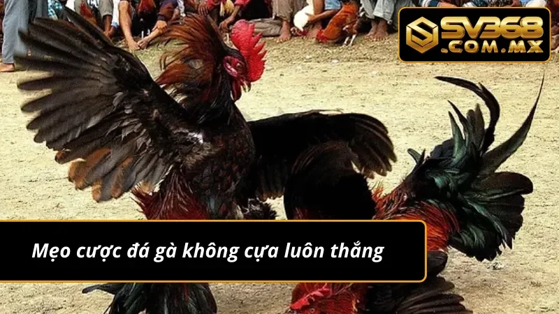 Đá Gà Không Cựa SV368 – Thể Loại Đá Gà Kịch Tính Hấp Dẫn 4 Cách chơi đá gà không cựa