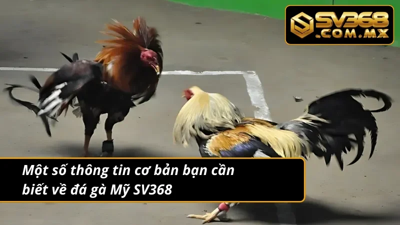 Đá Gà Mỹ SV368 - Trải Nghiệm Giải Trí Trực Tuyến Đỉnh Cao 2 Giới thiệu đá gà Mỹ