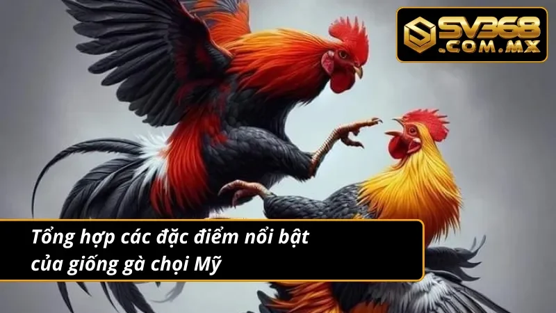 Đá Gà Mỹ SV368 - Trải Nghiệm Giải Trí Trực Tuyến Đỉnh Cao 3 Đặc điểm của giống gà Mỹ trong đá gà Mỹ