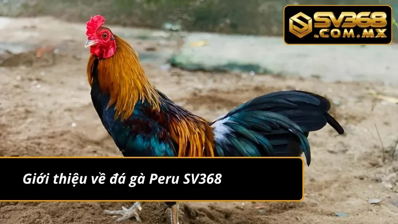 Đá Gà Peru SV368: Chiêm Ngưỡng Các Màn Rực Lửa Của Chiến Kê 2 Sơ lược về đá gà Peru SV368