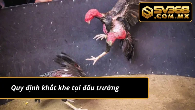 Đá Gà Peru SV368: Chiêm Ngưỡng Các Màn Rực Lửa Của Chiến Kê 3 Những quy định chung tại đấu trường đá gà Peru SV368