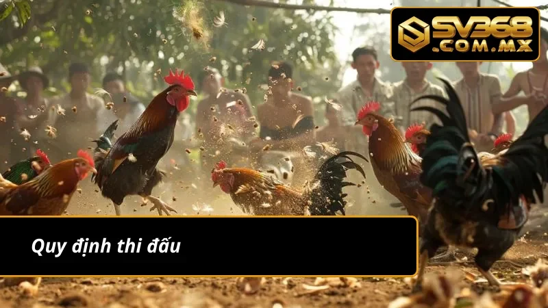 Đá Gà Peru SV368: Chiêm Ngưỡng Các Màn Rực Lửa Của Chiến Kê 4 Quy định thi đấu của đá gà Peru SV368