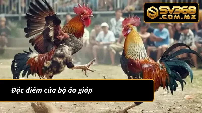 Đá Gà Peru SV368: Chiêm Ngưỡng Các Màn Rực Lửa Của Chiến Kê 5 Đặc điểm về bộ lông của đá gà Peru SV368