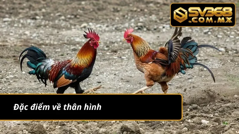 Đá Gà Peru SV368: Chiêm Ngưỡng Các Màn Rực Lửa Của Chiến Kê 6 Đặc điểm về thân hình của đá gà Peru SV368