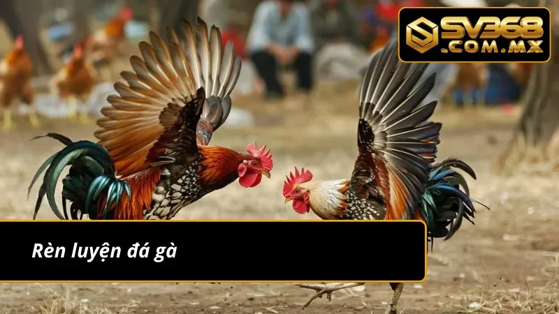 Đá Gà Peru SV368: Chiêm Ngưỡng Các Màn Rực Lửa Của Chiến Kê 7 Rèn luyện các chiến kê hùng mạnh của đá gà Peru SV368