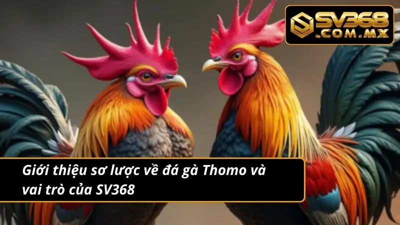 Đá Gà Thomo SV368 - Đấu Trường Cá Cược Đầy Kịch Tính 2 Tìm hiểu về lịch sử lâu năm của đá gà Thomo