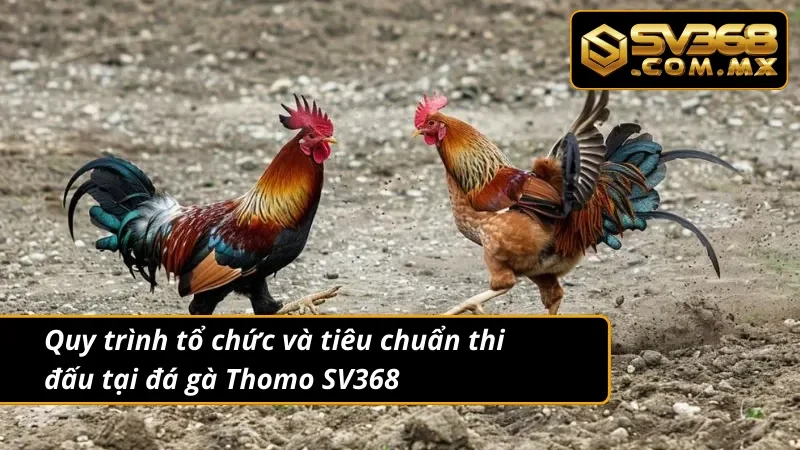 Đá Gà Thomo SV368 - Đấu Trường Cá Cược Đầy Kịch Tính 3 Đá gà Thomo có quy mô tổ chức mỗi trận đấu rất lớn