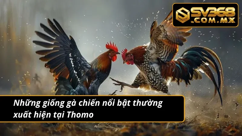 Đá Gà Thomo SV368 - Đấu Trường Cá Cược Đầy Kịch Tính 4 Đá gà Thomo nổi bật với nhiều giống gà tiêu biểu